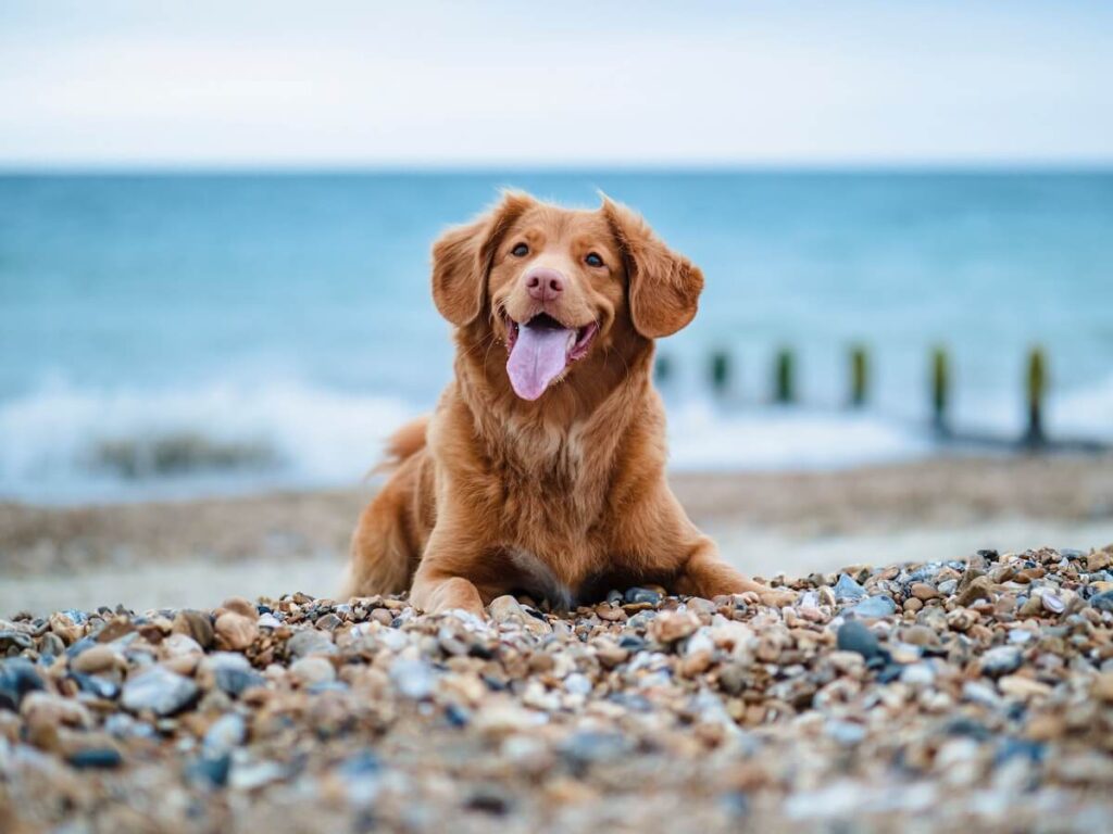 A dog enjoying the beach at one of the popular San Diego neighborhoods for dog owners.