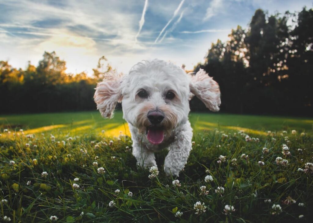 A happy dog running in a San Diego park.